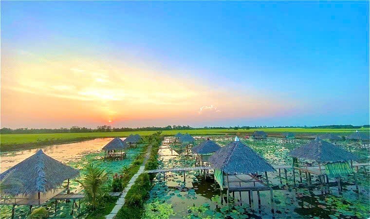Sen Đồng Tháp: Từ giá trị bản địa đến khát vọng dẫn dắt ngành sen Việt Nam Sen Đồng Tháp: Từ giá trị bản địa đến khát vọng dẫn dắt ngành sen Việt Nam