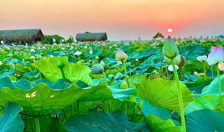 Sen Đồng Tháp: Từ giá trị bản địa đến khát vọng dẫn dắt ngành sen Việt Nam Sen Đồng Tháp: Từ giá trị bản địa đến khát vọng dẫn dắt ngành sen Việt Nam