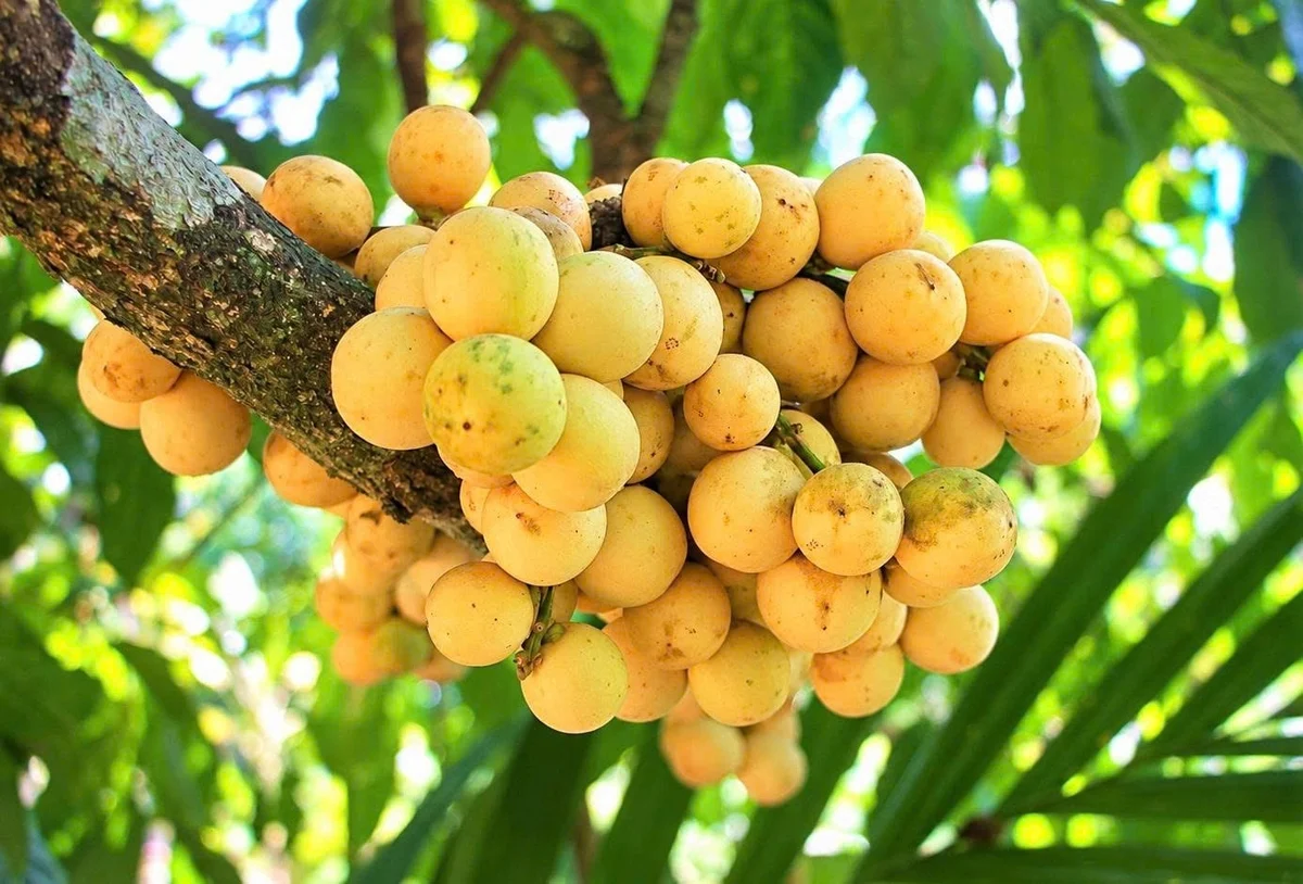 Lòn bon xứ Quảng trên hành trình nâng giá trị Lòn bon xứ Quảng trên hành trình nâng giá trị