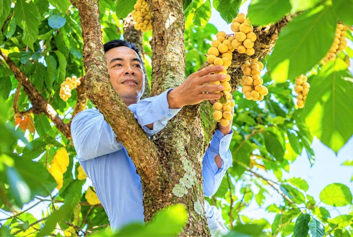 Lòn bon xứ Quảng trên hành trình nâng giá trị Lòn bon xứ Quảng trên hành trình nâng giá trị