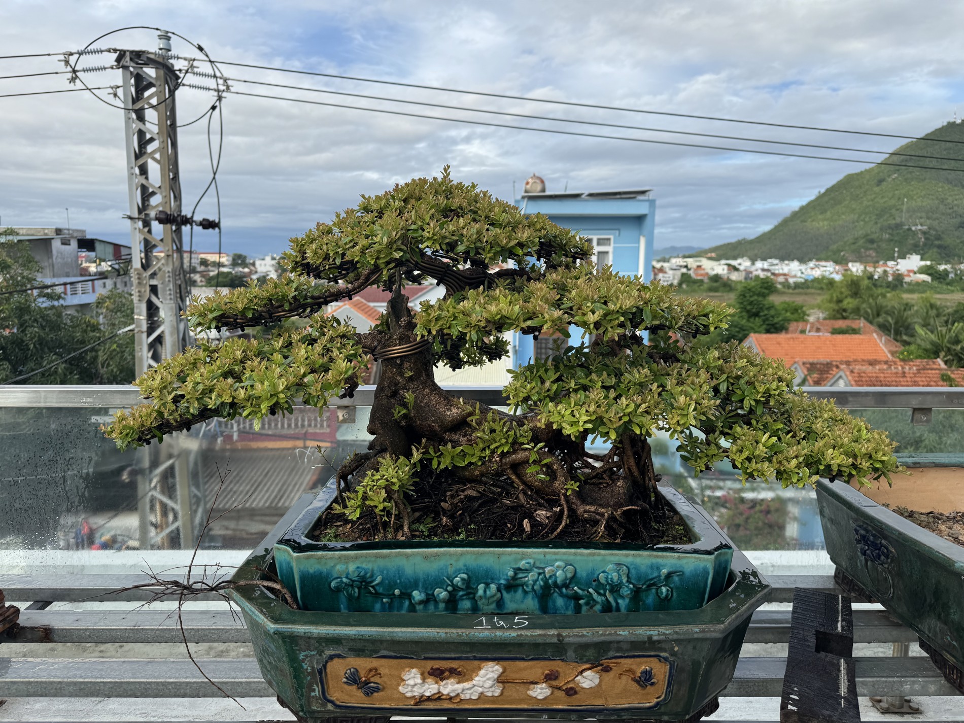 Người trẻ 5 năm tạo tác bonsai hải châu: Hành trình từ phôi cây đến tác phẩm hoàn thiện Người trẻ 5 năm tạo tác bonsai hải châu: Hành trình từ phôi cây đến tác phẩm hoàn thiện