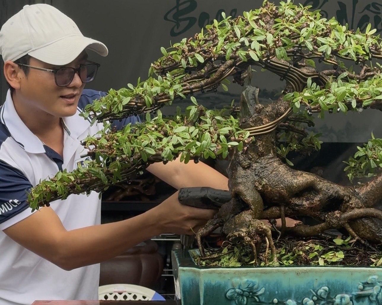 Người trẻ 5 năm tạo tác bonsai hải châu: Hành trình từ phôi cây đến tác phẩm hoàn thiện Người trẻ 5 năm tạo tác bonsai hải châu: Hành trình từ phôi cây đến tác phẩm hoàn thiện