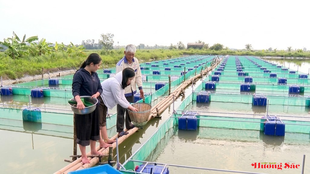 Cẩm Bình: Nuôi cá chạch trên bè, thử sức với mô hình kinh tế mới Cẩm Bình: Nuôi cá chạch trên bè, thử sức với mô hình kinh tế mới