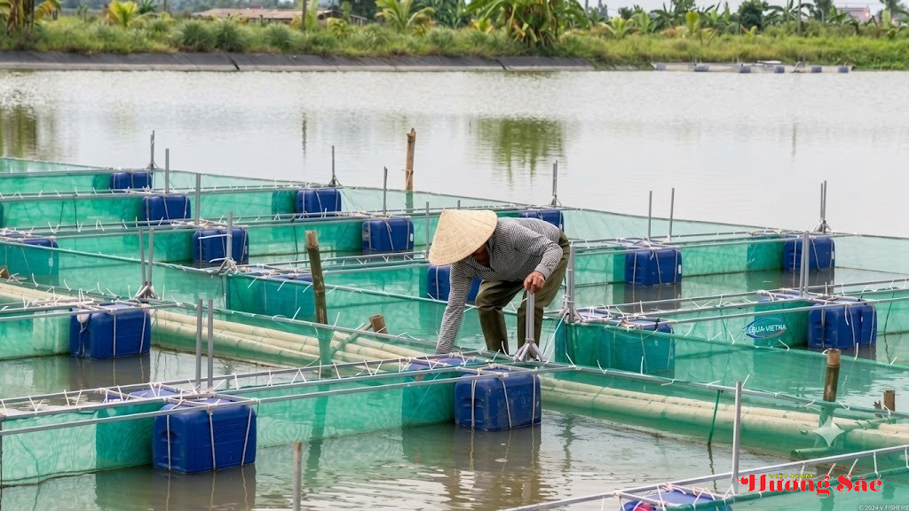 Cẩm Bình: Nuôi cá chạch trên bè, thử sức với mô hình kinh tế mới Cẩm Bình: Nuôi cá chạch trên bè, thử sức với mô hình kinh tế mới