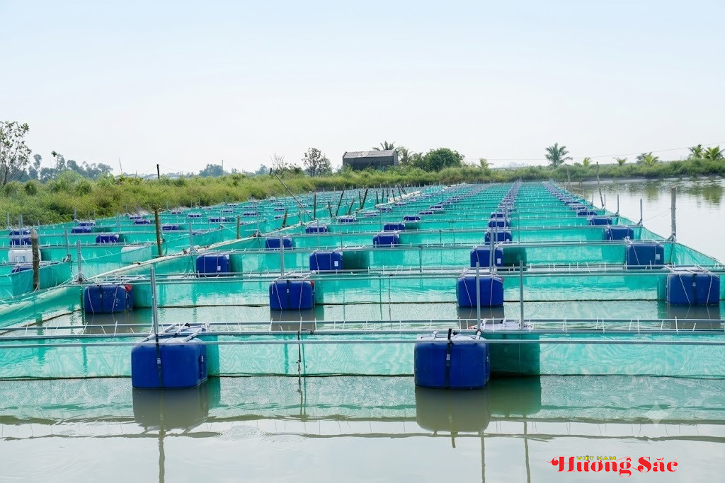 Cẩm Bình: Nuôi cá chạch trên bè, thử sức với mô hình kinh tế mới Cẩm Bình: Nuôi cá chạch trên bè, thử sức với mô hình kinh tế mới