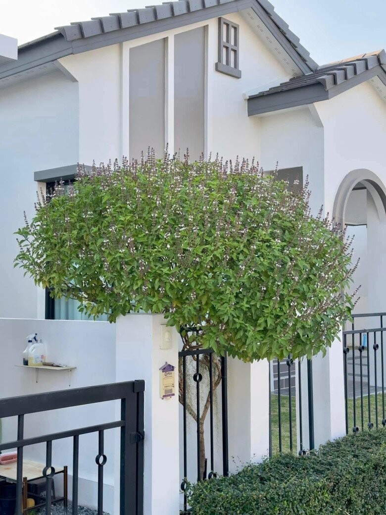 Loại rau thơm dân dã có nhiều công dụng, trồng chậu làm bonsai đẹp mắt