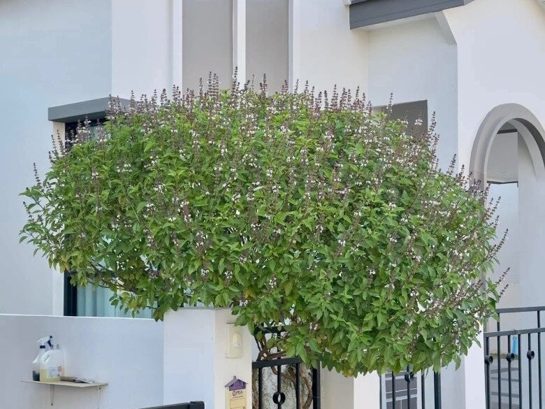 Loại rau thơm dân dã có nhiều công dụng, trồng chậu làm bonsai đẹp mắt