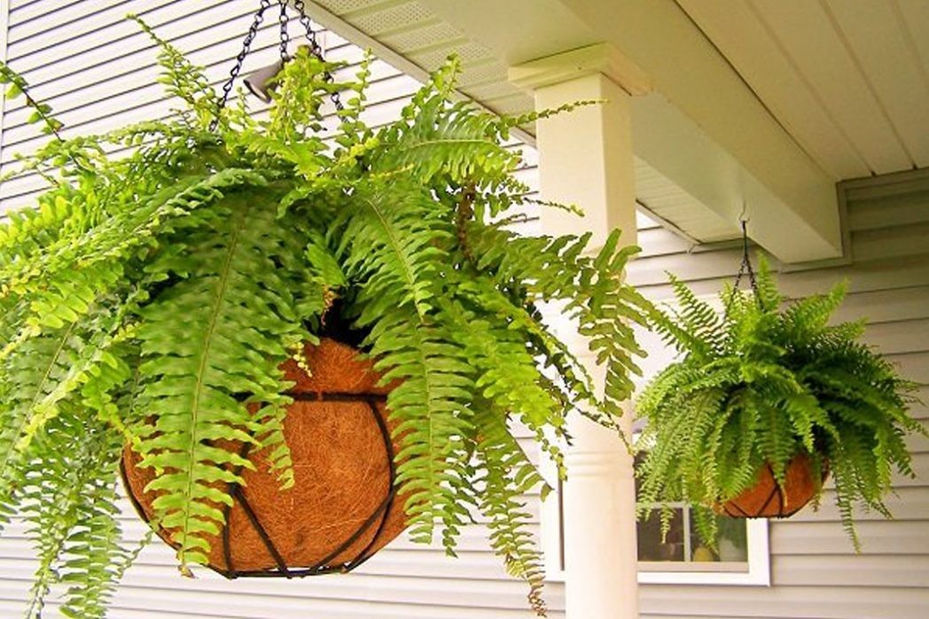 Dương xỉ bonsai: Vẻ đẹp hoang dã mang năng lượng thịnh vượng vào nhà Dương xỉ bonsai: Vẻ đẹp hoang dã mang năng lượng thịnh vượng vào nhà
