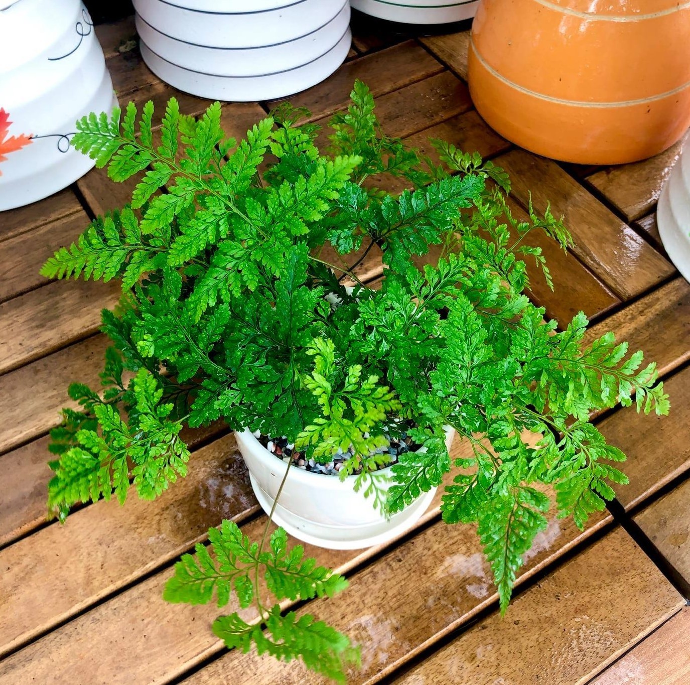 Dương xỉ bonsai: Vẻ đẹp hoang dã mang năng lượng thịnh vượng vào nhà Dương xỉ bonsai: Vẻ đẹp hoang dã mang năng lượng thịnh vượng vào nhà