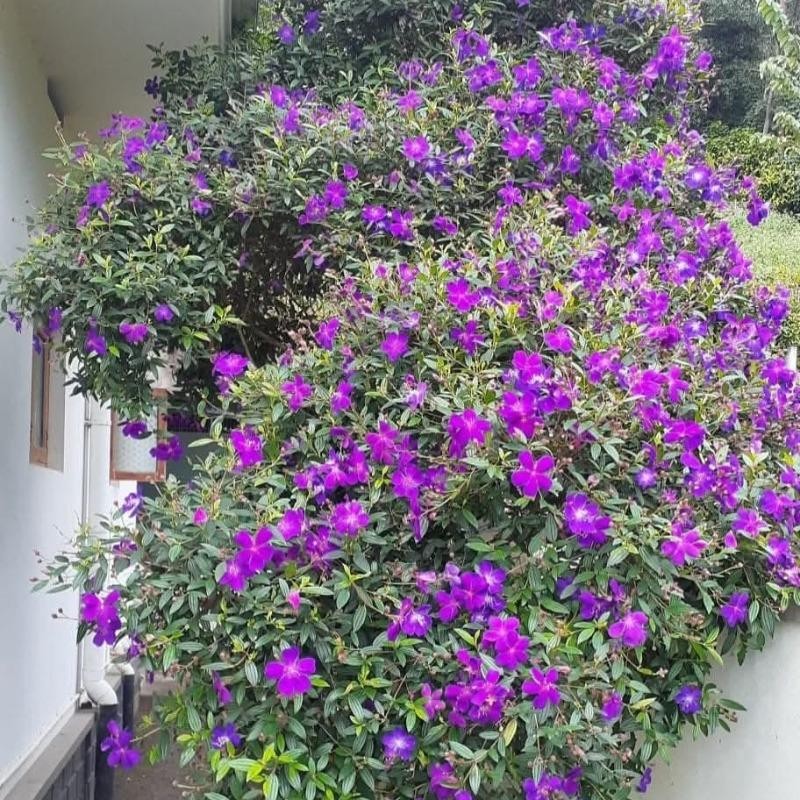 3 loài hoa bụi hoang dã đẹp mê mẩn mỗi độ thu đông, tô sắc lối đi, gửi gắm bình an và sức sống 3 loài hoa bụi hoang dã đẹp mê mẩn mỗi độ thu đông, tô sắc lối đi, gửi gắm bình an và sức sống