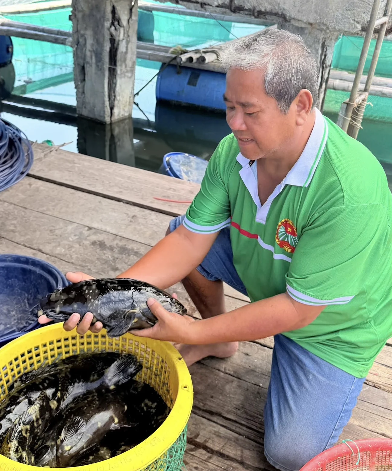 Bỏ nuôi tôm hùm, nông dân Quảng Ngãi chuyển sang nuôi cá mú, thu tiền tỷ mỗi năm