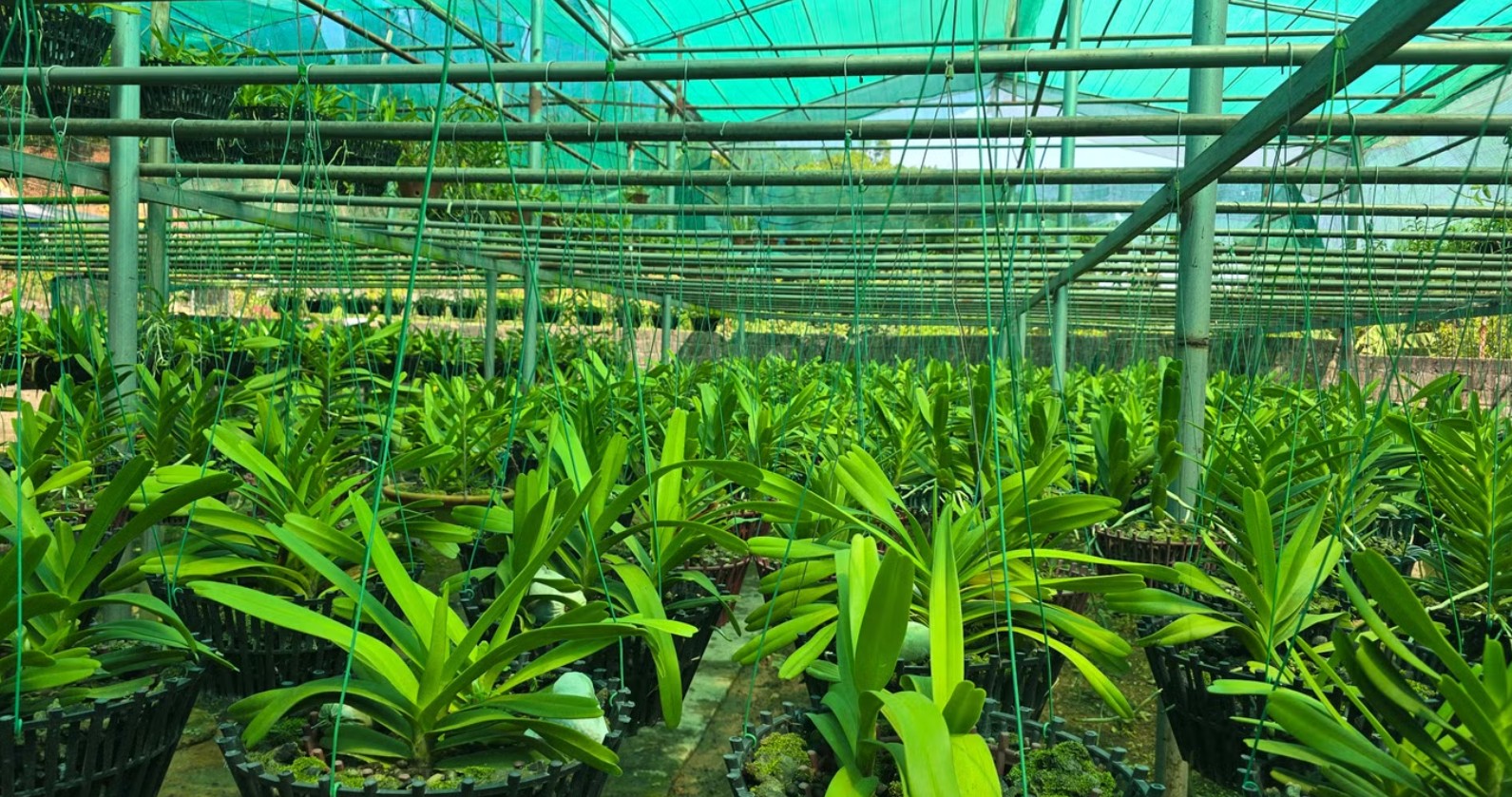 Sau cơn sốt lan đột biến, nhiều nhà vườn trắng tay