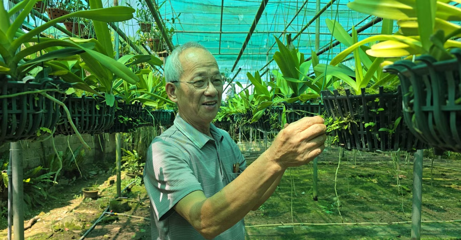 Sau cơn sốt lan đột biến, nhiều nhà vườn trắng tay