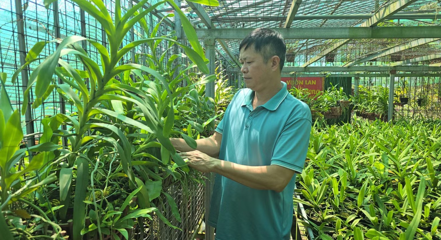 Sau cơn sốt lan đột biến, nhiều nhà vườn trắng tay