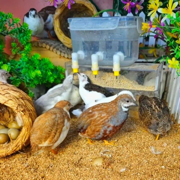Nuôi giống gà nhỏ nhất thế giới trong trường học cũ, chàng trai kiếm bộn tiền Nuôi giống gà nhỏ nhất thế giới trong trường học cũ, chàng trai kiếm bộn tiền