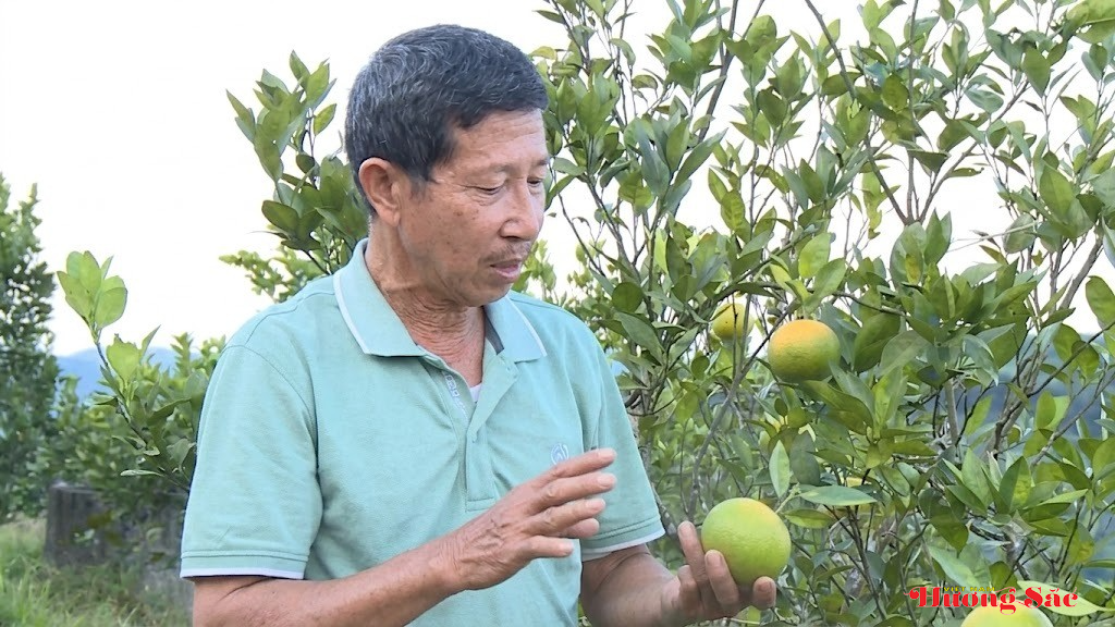 Chuyển hướng trồng cam hữu cơ, nâng cao hiệu quả kinh tế Chuyển hướng trồng cam hữu cơ, nâng cao hiệu quả kinh tế