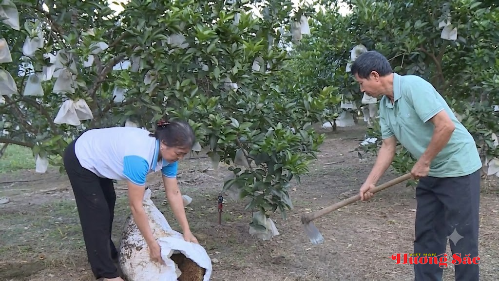 Chuyển hướng trồng cam hữu cơ, nâng cao hiệu quả kinh tế Chuyển hướng trồng cam hữu cơ, nâng cao hiệu quả kinh tế
