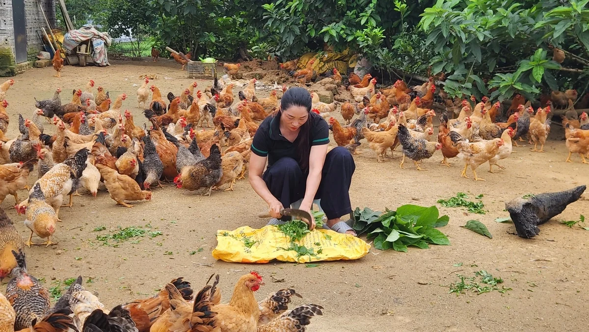 Dùng lá quế, trà hoa vàng nuôi gà Tiên Yên ở Quảng Ninh Dùng lá quế, trà hoa vàng nuôi gà Tiên Yên ở Quảng Ninh