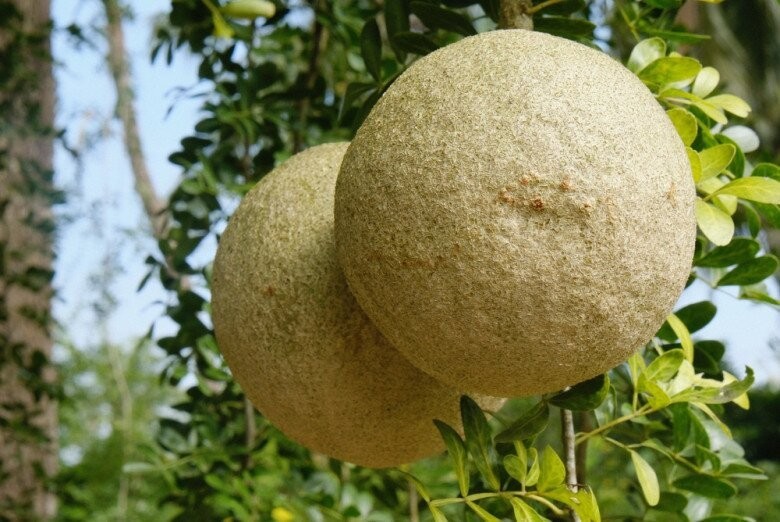Trái cây miền Tây có vẻ ngoài xấu lạ, bên trong thơm nồng, bán tới 100.000 đồng/kg