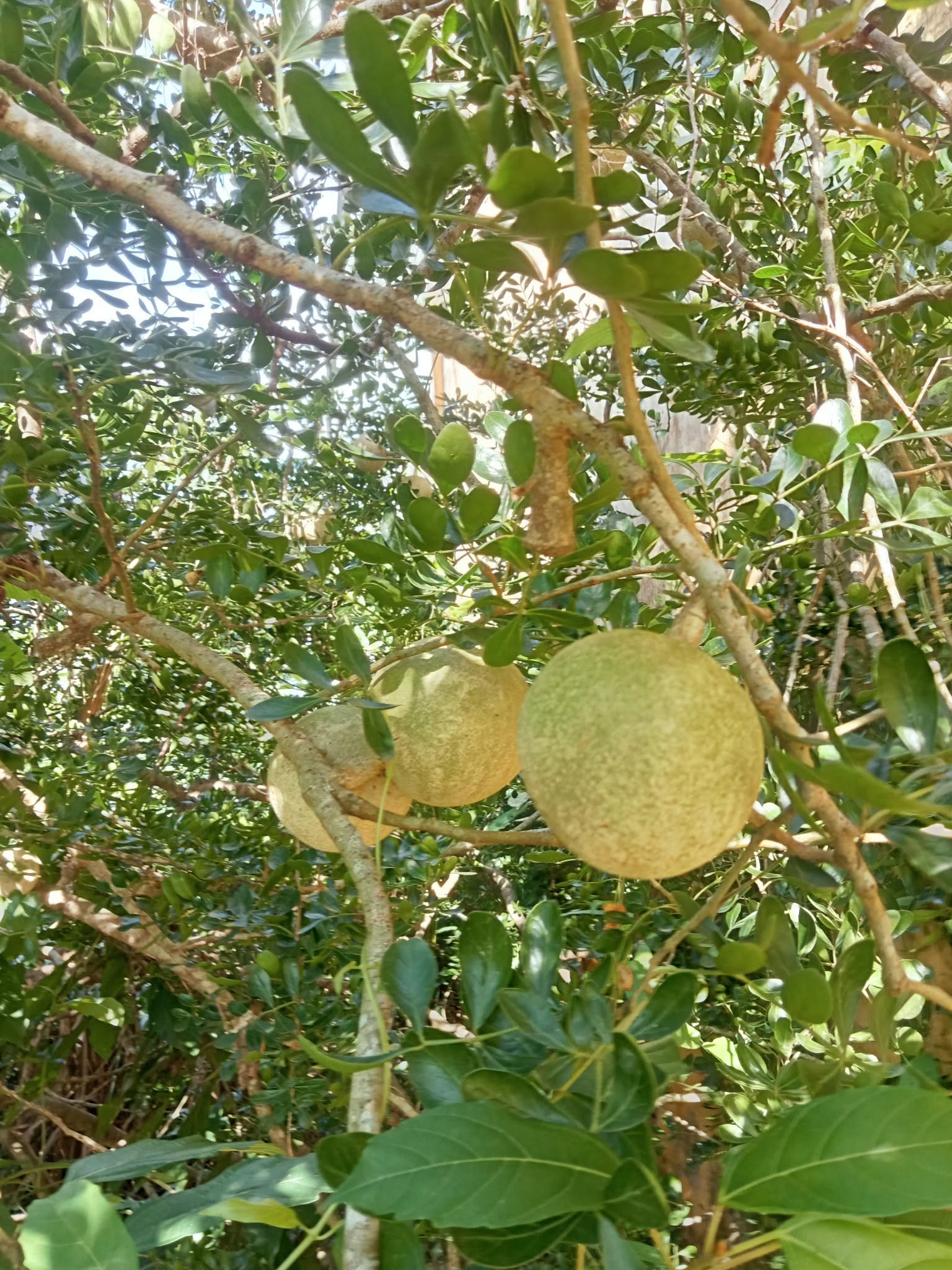 Trái cây miền Tây có vẻ ngoài xấu lạ, bên trong thơm nồng, bán tới 100.000 đồng/kg