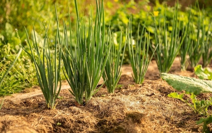 Mùa đông trồng hành lá nhớ những mẹo này, cây nhanh lớn, lá xanh mướt Mùa đông trồng hành lá nhớ những mẹo này, cây nhanh lớn, lá xanh mướt