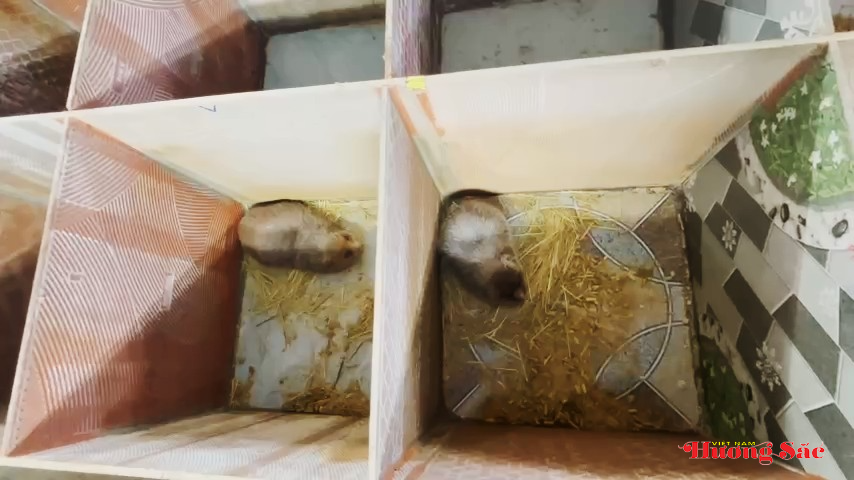 Nuôi dúi sau giờ dạy, thầy giáo Hà Tĩnh mở ra hướng làm kinh tế mới Nuôi dúi sau giờ dạy, thầy giáo Hà Tĩnh mở ra hướng làm kinh tế mới