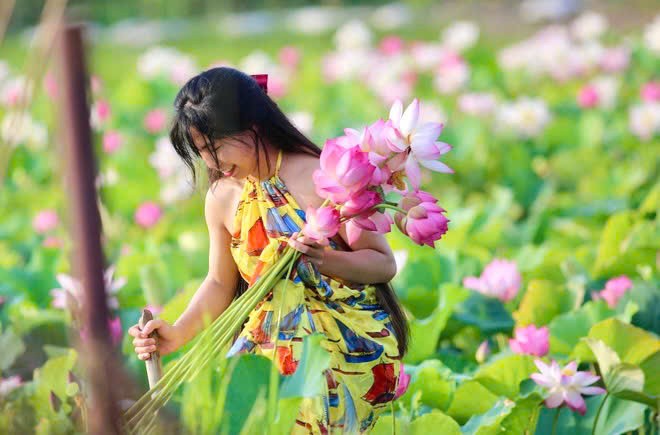 Sen Hải Phòng: Đánh thức giá trị đa ngành từ chuyển đổi số Sen Hải Phòng: Đánh thức giá trị đa ngành từ chuyển đổi số