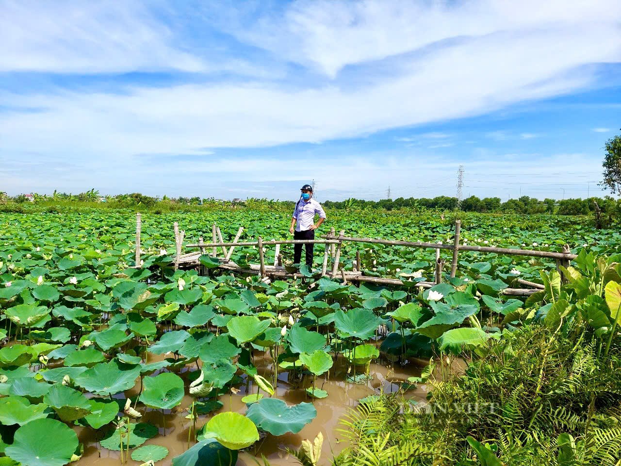 Sen Hải Phòng: Đánh thức giá trị đa ngành từ chuyển đổi số Sen Hải Phòng: Đánh thức giá trị đa ngành từ chuyển đổi số