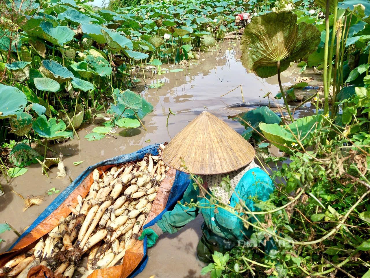 Sen Hải Phòng: Đánh thức giá trị đa ngành từ chuyển đổi số Sen Hải Phòng: Đánh thức giá trị đa ngành từ chuyển đổi số