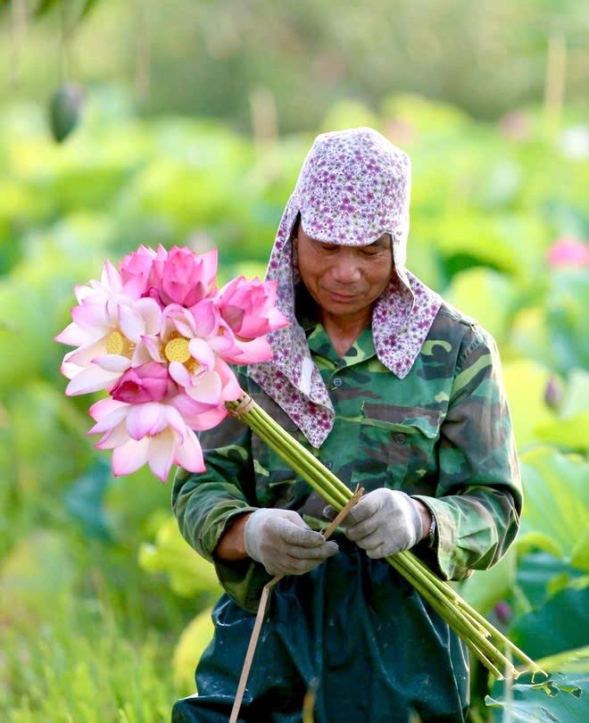 Sen Hải Phòng: Đánh thức giá trị đa ngành từ chuyển đổi số Sen Hải Phòng: Đánh thức giá trị đa ngành từ chuyển đổi số