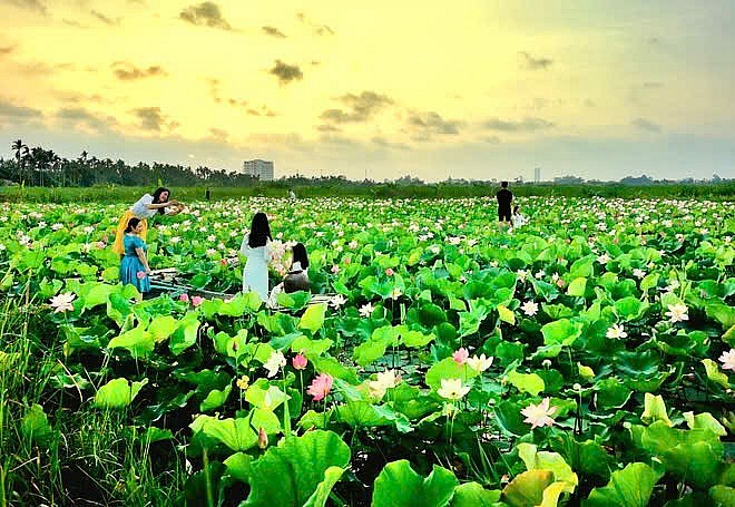 Sen Hải Phòng: Đánh thức giá trị đa ngành từ chuyển đổi số Sen Hải Phòng: Đánh thức giá trị đa ngành từ chuyển đổi số