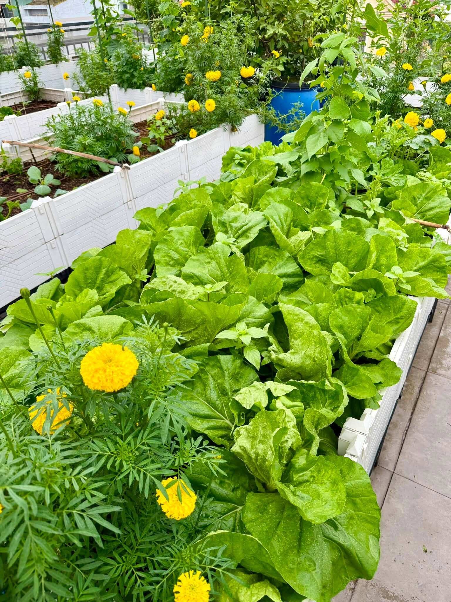 Khu vườn 700m² giữa Sài Gòn: Sân thượng trĩu rau quả, dưới đất 20 giống hồng khoe sắc Khu vườn 700m² giữa Sài Gòn: Sân thượng trĩu rau quả, dưới đất 20 giống hồng khoe sắc