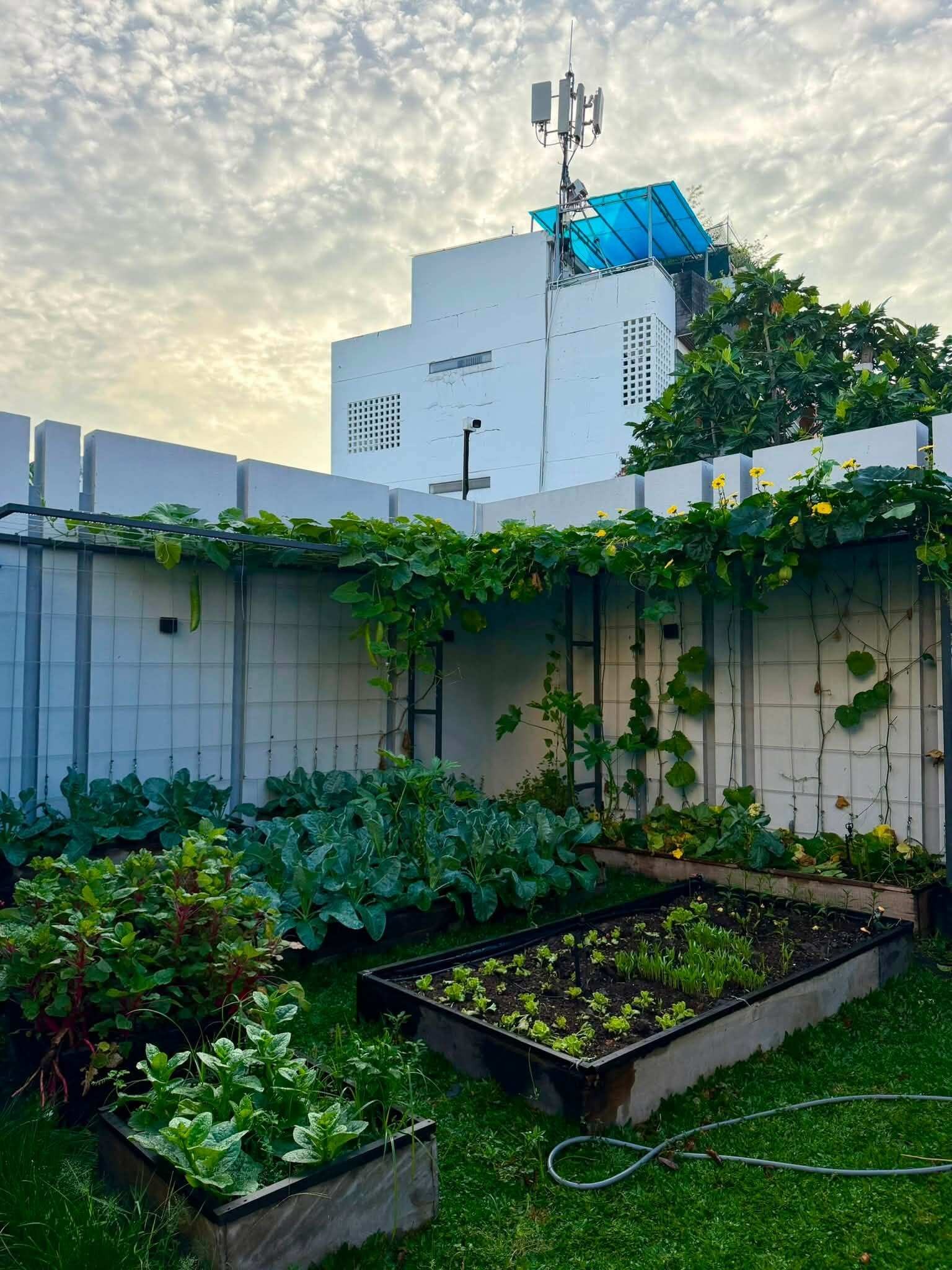 Khu vườn 700m² giữa Sài Gòn: Sân thượng trĩu rau quả, dưới đất 20 giống hồng khoe sắc Khu vườn 700m² giữa Sài Gòn: Sân thượng trĩu rau quả, dưới đất 20 giống hồng khoe sắc