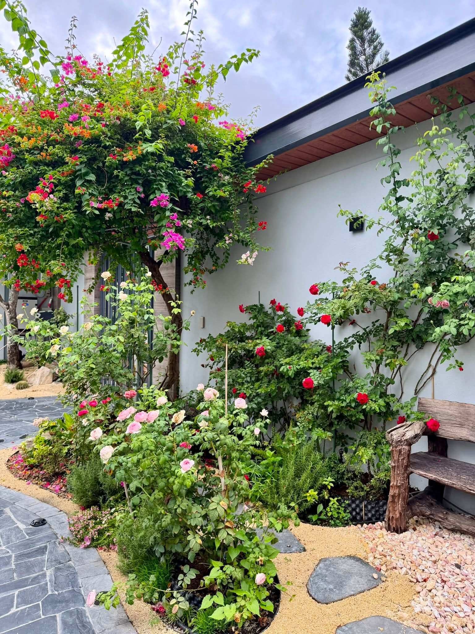 Khu vườn 700m² giữa Sài Gòn: Sân thượng trĩu rau quả, dưới đất 20 giống hồng khoe sắc Khu vườn 700m² giữa Sài Gòn: Sân thượng trĩu rau quả, dưới đất 20 giống hồng khoe sắc