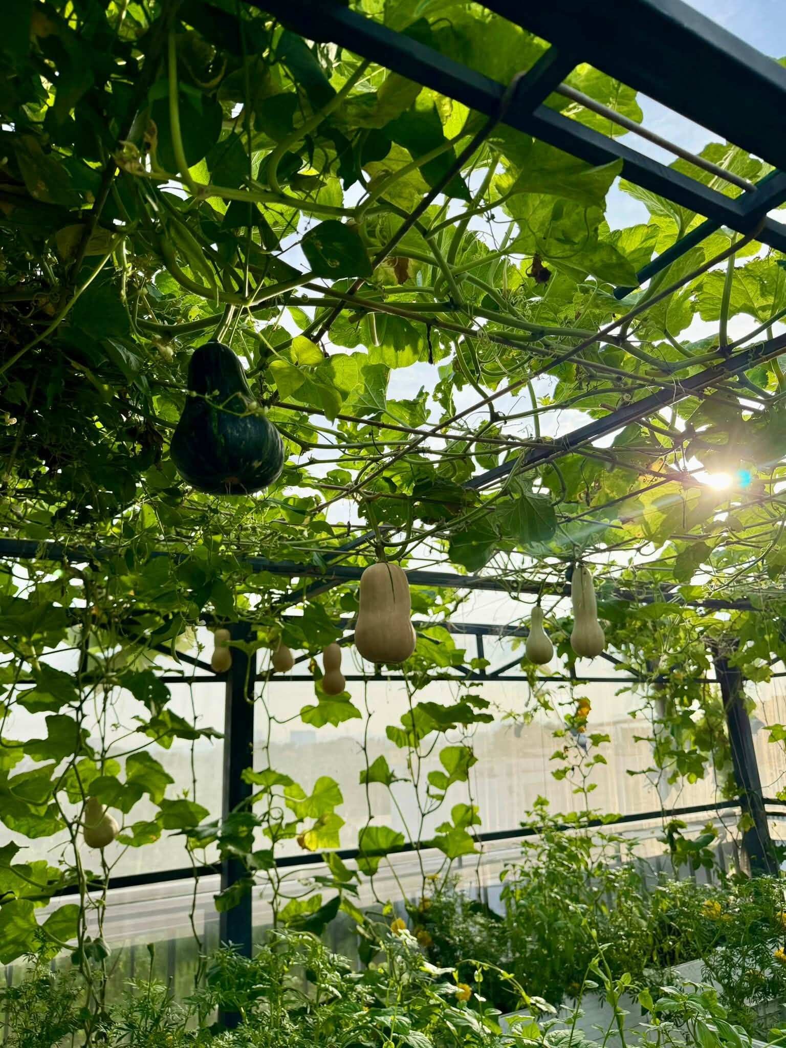 Khu vườn 700m² giữa Sài Gòn: Sân thượng trĩu rau quả, dưới đất 20 giống hồng khoe sắc Khu vườn 700m² giữa Sài Gòn: Sân thượng trĩu rau quả, dưới đất 20 giống hồng khoe sắc