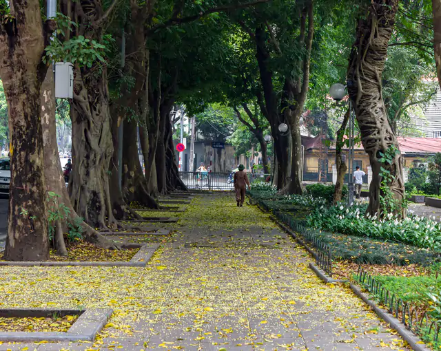 Hà Nội định hình diện mạo mới cho những tuyến phố rợp bóng cây