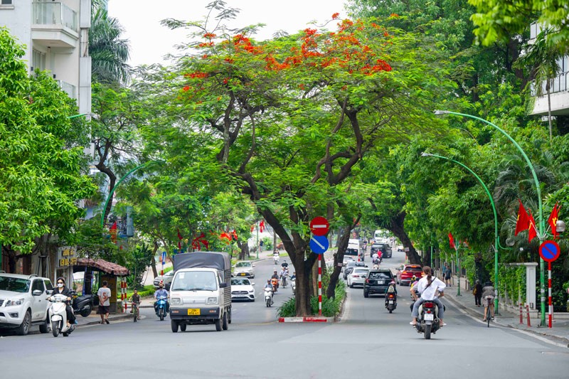 Hà Nội định hình diện mạo mới cho những tuyến phố rợp bóng cây