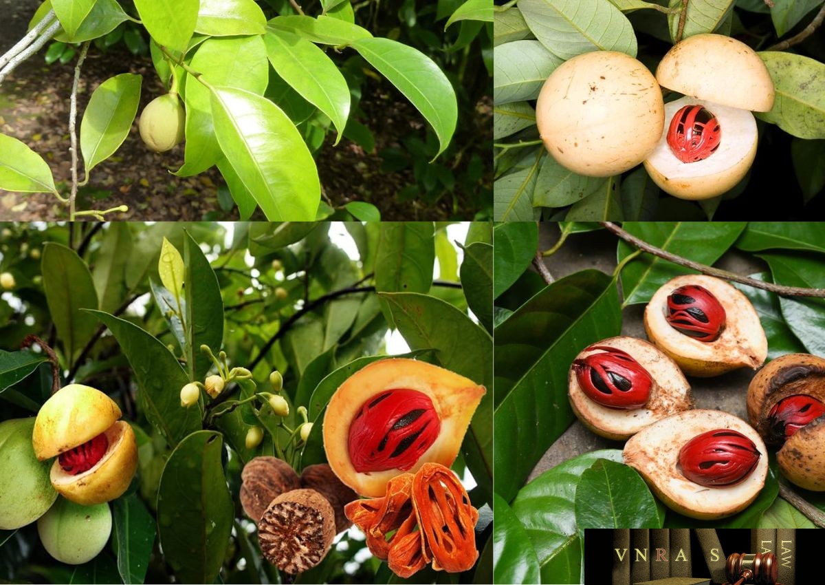 Nhỏ bé nhưng đắt giá, hai loại gia vị giúp Việt Nam thu hàng chục triệu USD Nhỏ bé nhưng đắt giá, hai loại gia vị giúp Việt Nam thu hàng chục triệu USD