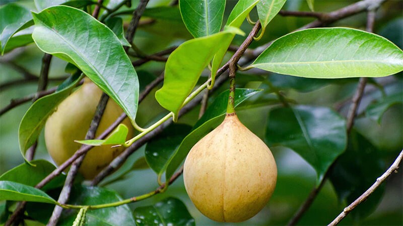 Nhỏ bé nhưng đắt giá, hai loại gia vị giúp Việt Nam thu hàng chục triệu USD Nhỏ bé nhưng đắt giá, hai loại gia vị giúp Việt Nam thu hàng chục triệu USD