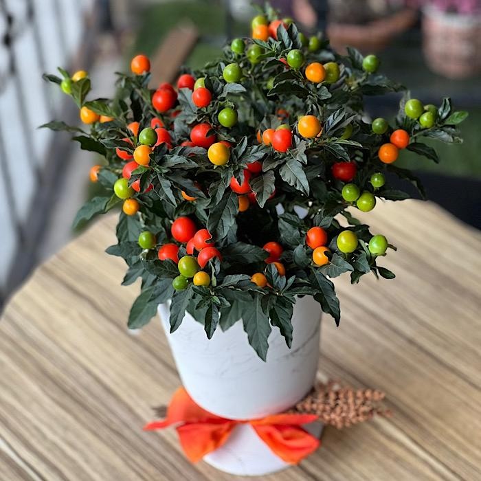 3 cây cảnh phong thủy có quả rực rỡ, cách chăm sóc và lưu ý an toàn khi trưng trong nhà