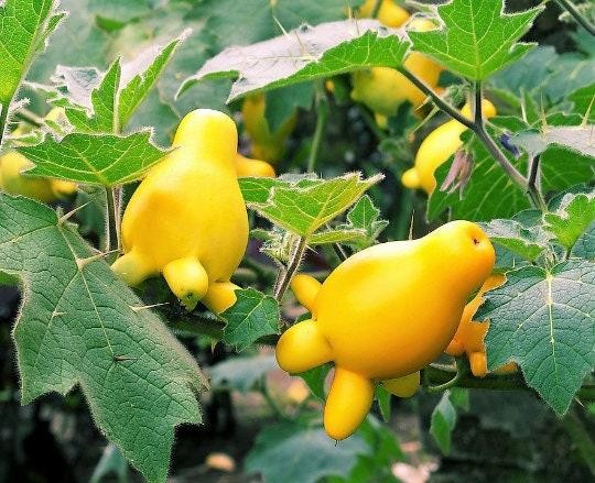3 cây cảnh phong thủy có quả rực rỡ, cách chăm sóc và lưu ý an toàn khi trưng trong nhà