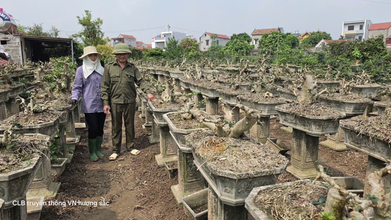 Gặp người gây dựng vườn hơn 2.000 chậu duối bonsai trong 3 năm Gặp người gây dựng vườn hơn 2.000 chậu duối bonsai trong 3 năm