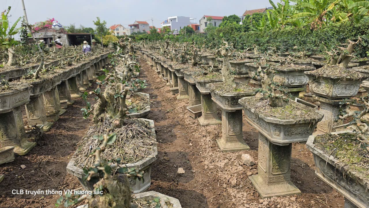Gặp người gây dựng vườn hơn 2.000 chậu duối bonsai trong 3 năm Gặp người gây dựng vườn hơn 2.000 chậu duối bonsai trong 3 năm