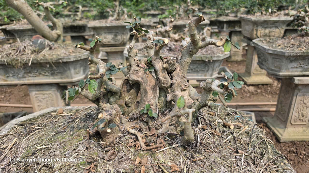Gặp người gây dựng vườn hơn 2.000 chậu duối bonsai trong 3 năm Gặp người gây dựng vườn hơn 2.000 chậu duối bonsai trong 3 năm