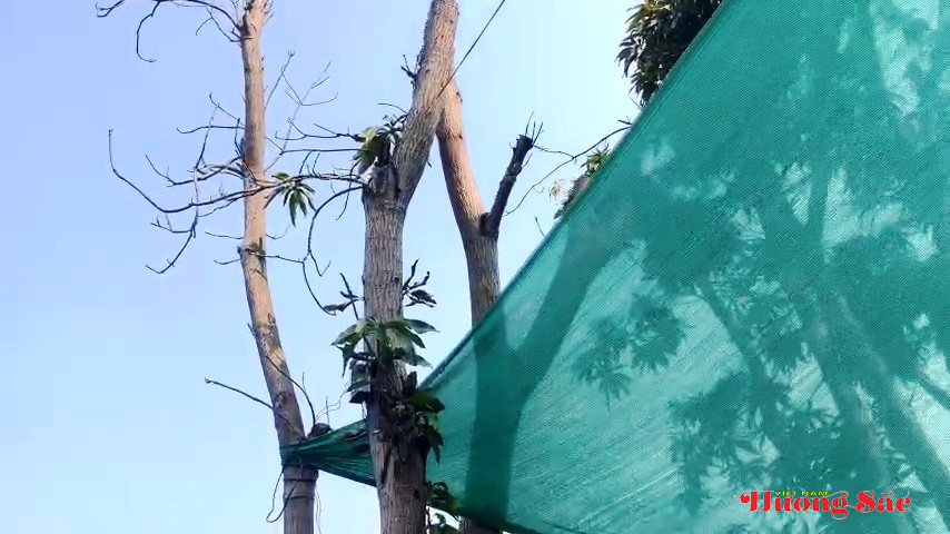 Hà Tĩnh: Tăng cường bảo vệ, ngăn chặn hành vi xâm hại cây xanh đô thị