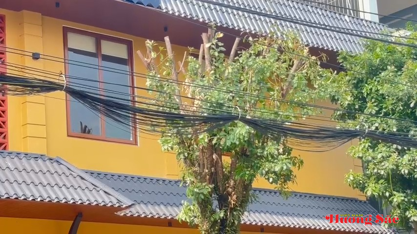 Hà Tĩnh: Tăng cường bảo vệ, ngăn chặn hành vi xâm hại cây xanh đô thị