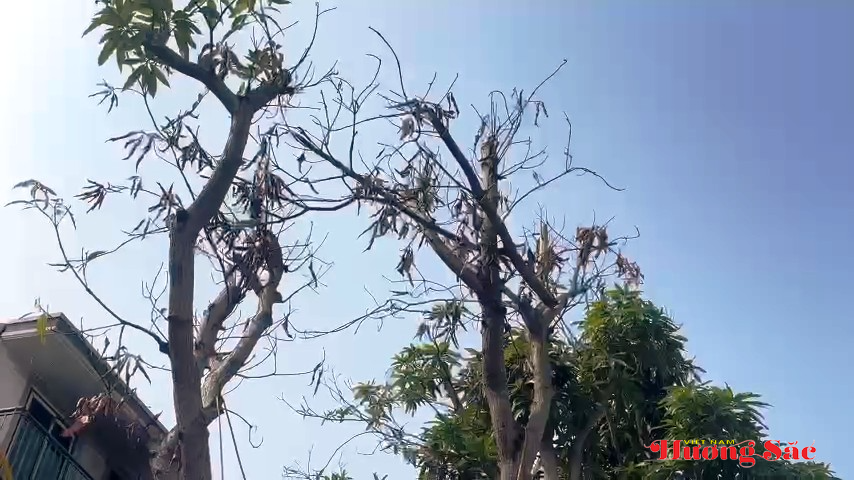 Hà Tĩnh: Tăng cường bảo vệ, ngăn chặn hành vi xâm hại cây xanh đô thị