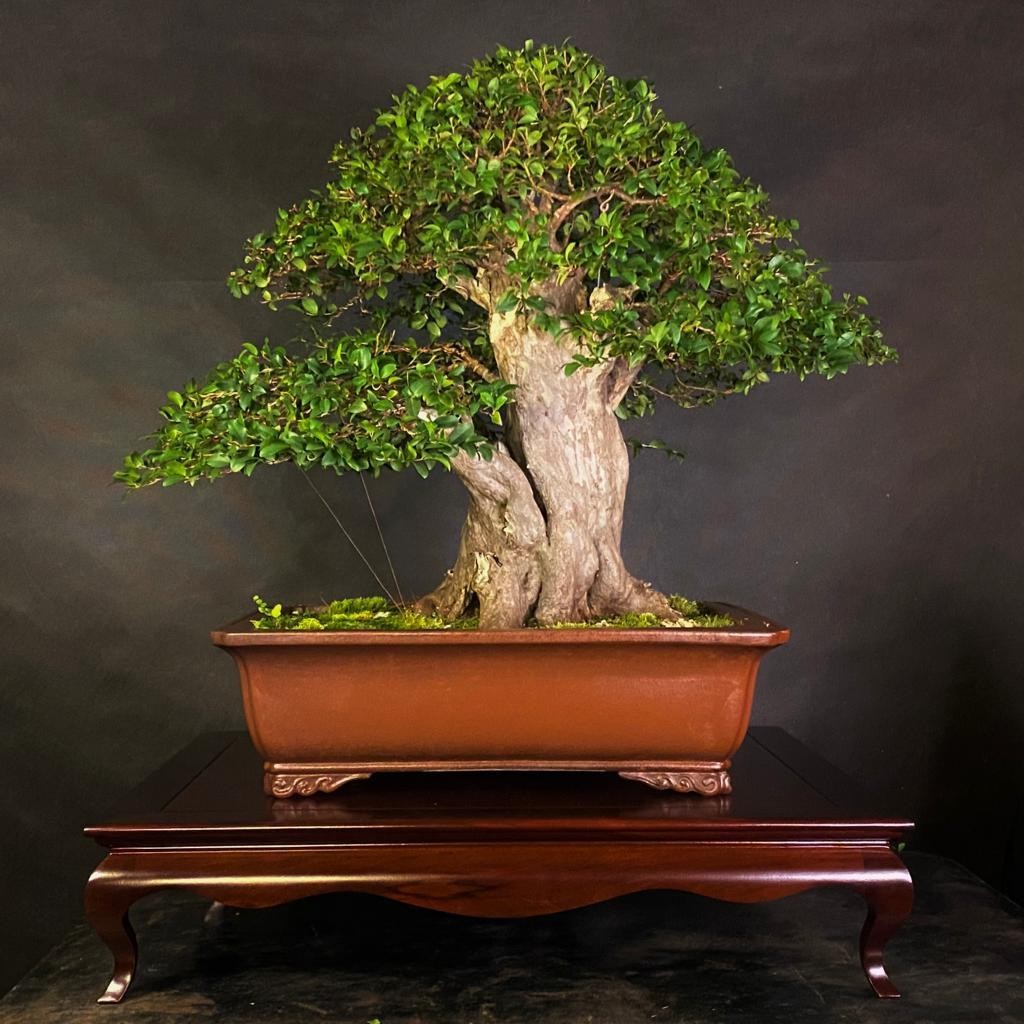 Vì sao nho thân gỗ trở thành loại cây được giới chơi bonsai ưa chuộng? Vì sao nho thân gỗ trở thành loại cây được giới chơi bonsai ưa chuộng?