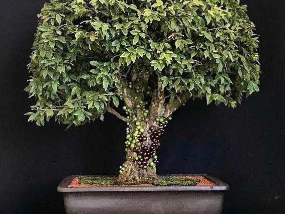 Vì sao nho thân gỗ trở thành loại cây được giới chơi bonsai ưa chuộng?