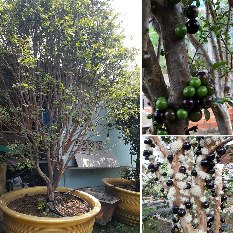 Vì sao nho thân gỗ trở thành loại cây được giới chơi bonsai ưa chuộng? Vì sao nho thân gỗ trở thành loại cây được giới chơi bonsai ưa chuộng?